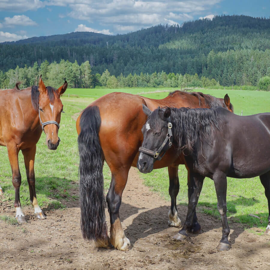 Tiere - Pferde auf dem Dengler Hof